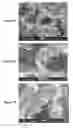 Fig. 06 - RESORBABLE STRUCTURE FOR TREATING AND HEALING OF TISSUE DEFECTS