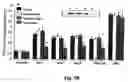 Fig. 07 - Methods and compositions involving aldose reductase