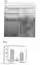 Fig. 03 - Extract of having neuroprotective effect and antioxidant activity