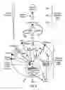 Fig. 05 - Compositions and methods for prostate and kidney health and disorders, an herbal preparation