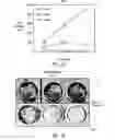 Fig. 10 - Compositions and methods for prostate and kidney health and disorders, an herbal preparation