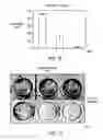 Fig. 12 - Compositions and methods for prostate and kidney health and disorders, an herbal preparation