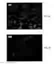 Fig. 03 - Granular sucralose