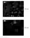 Fig. 04 - Granular sucralose
