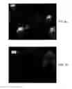 Fig. 05 - Granular sucralose