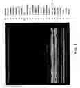 Fig. 02 - Re-sequencing pathogen microarray
