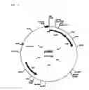 Fig. 02 - Screening process for hydantoin racemases