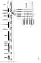Fig. 04 - Microdissection-based methods for determining genomic features of single chromosomes