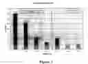 Fig. 04 - Antibiotic susceptibility and virulence factor detection in Pseudomonas aeruginosa