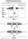 Fig. 02 - One component and two component DNA Pol III replicases and uses thereof