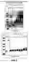Fig. 03 - One component and two component DNA Pol III replicases and uses thereof
