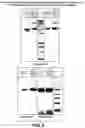 Fig. 04 - One component and two component DNA Pol III replicases and uses thereof