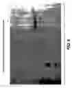 Fig. 05 - One component and two component DNA Pol III replicases and uses thereof