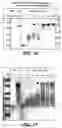 Fig. 26 - One component and two component DNA Pol III replicases and uses thereof