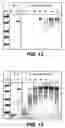 Fig. 27 - One component and two component DNA Pol III replicases and uses thereof