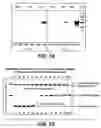 Fig. 31 - One component and two component DNA Pol III replicases and uses thereof