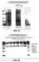 Fig. 32 - One component and two component DNA Pol III replicases and uses thereof