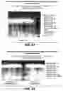 Fig. 33 - One component and two component DNA Pol III replicases and uses thereof