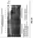 Fig. 34 - One component and two component DNA Pol III replicases and uses thereof
