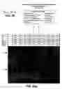 Fig. 35 - One component and two component DNA Pol III replicases and uses thereof