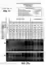Fig. 37 - One component and two component DNA Pol III replicases and uses thereof