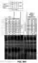 Fig. 40 - One component and two component DNA Pol III replicases and uses thereof