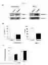 Fig. 09 - Beta-parvin expression for use in diagnostic methods for assessment of breast cancer