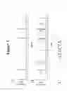 Fig. 04 - Labeled nucleotide phosphate (NP) probes