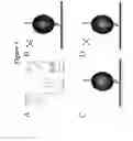 Fig. 05 - Labeled nucleotide phosphate (NP) probes
