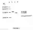 Fig. 02 - Method for sorting antifungal molecules acting on the glucanosyltransferase activity