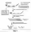 Fig. 07 - Nucleozymes and methods of use