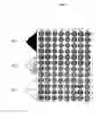Fig. 02 - Translucent solid matrix assay device dor microarray analysis