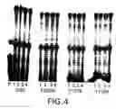 Fig. 05 - Thermostable reverse transcriptases and uses thereof