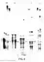 Fig. 06 - Thermostable reverse transcriptases and uses thereof