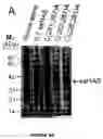 Fig. 09 - Hyaluronan synthases and methods of making and using same