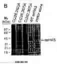 Fig. 10 - Hyaluronan synthases and methods of making and using same