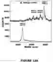 Fig. 16 - Hyaluronan synthases and methods of making and using same