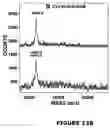 Fig. 17 - Hyaluronan synthases and methods of making and using same