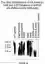 Fig. 22 - Hyaluronan synthases and methods of making and using same