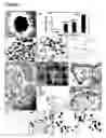 Fig. 02 - Human trophoblast stem cells and use thereof