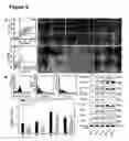 Fig. 03 - Human trophoblast stem cells and use thereof