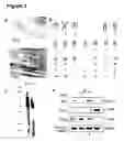 Fig. 04 - Human trophoblast stem cells and use thereof