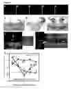 Fig. 05 - Human trophoblast stem cells and use thereof