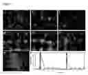 Fig. 06 - Human trophoblast stem cells and use thereof