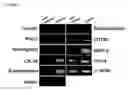 Fig. 07 - Human trophoblast stem cells and use thereof