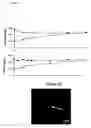 Fig. 09 - Human trophoblast stem cells and use thereof