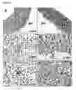 Fig. 10 - Human trophoblast stem cells and use thereof