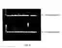 Fig. 07 - Method and system for introducing a gene into a human stem cell