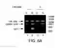 Fig. 19 - Modulation of hedgehog-mediated signaling pathway