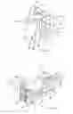 Fig. 07 - Rehanging of slaughtered animals